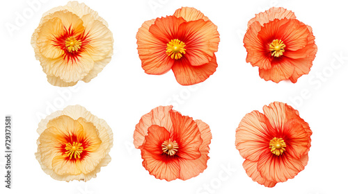 Poppy Collection: Vibrant Flowers, Essential Oil Design Elements, and Delicate Buds for Summer Garden Projects - Isolated on Transparent Background