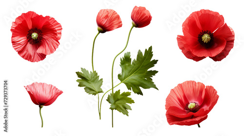 Poppy Collection  Vibrant Flowers  Essential Oil Design Elements  and Delicate Buds for Summer Garden Projects - Isolated on Transparent Background
