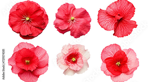 Poppy Collection: Vibrant Flowers, Essential Oil Design Elements, and Delicate Buds for Summer Garden Projects - Isolated on Transparent Background © Spear