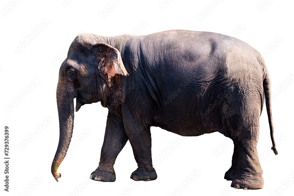 Elephant, Full body standing and walking of big black female asian elephant isolated on transparent background, Thailand elephant, side view, PNG File