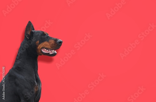 Portrait domestic young dog on red background