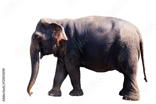 Elephant  Full body standing and walking of big black female asian elephant isolated on transparent background  Thailand elephant  side view  PNG File