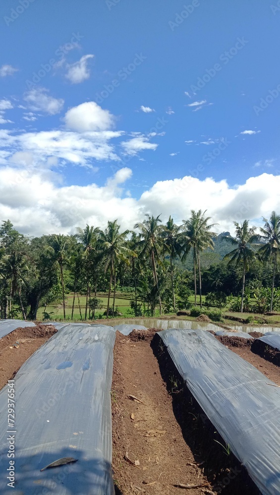 Photo of a beautiful and beautiful garden view for the background Photo of a beautiful and beautiful garden view for the background