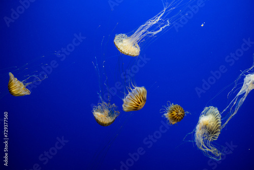Jelly fish in the zoo park