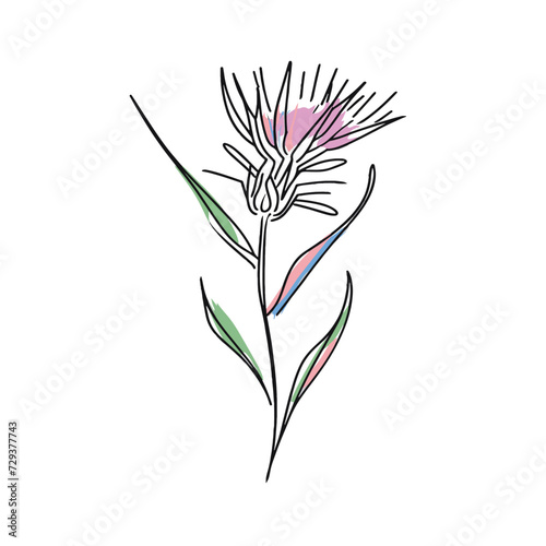 Elegant line drawing of a scottish thistle. Illustration for invites and cards