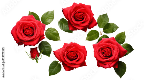 Red Roses and Floral Elements Isolated on Transparent Background for Garden Designs  Perfume Packaging  and Digital Art - Beautifully Crafted 3D PNG Illustrations Enhance Creative Projects wit