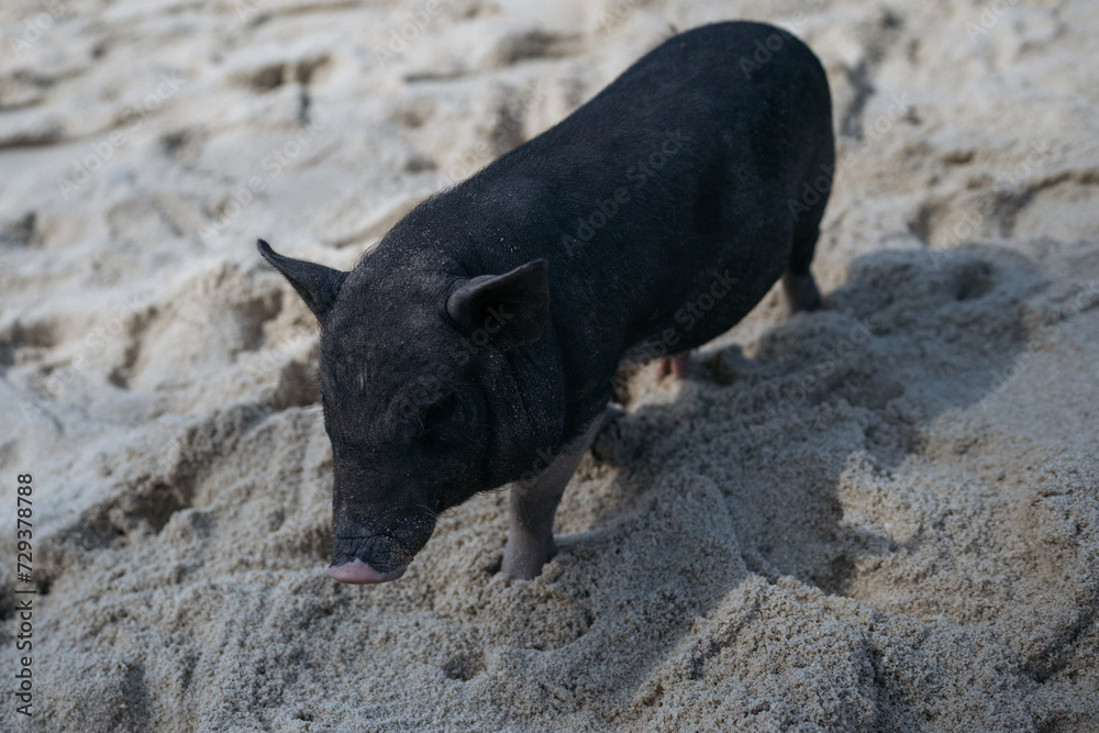 Black pig exploring the sandy beach, sniffing the ground curiously. Black pig exploring the sandy beach, sniffing the ground curiously.