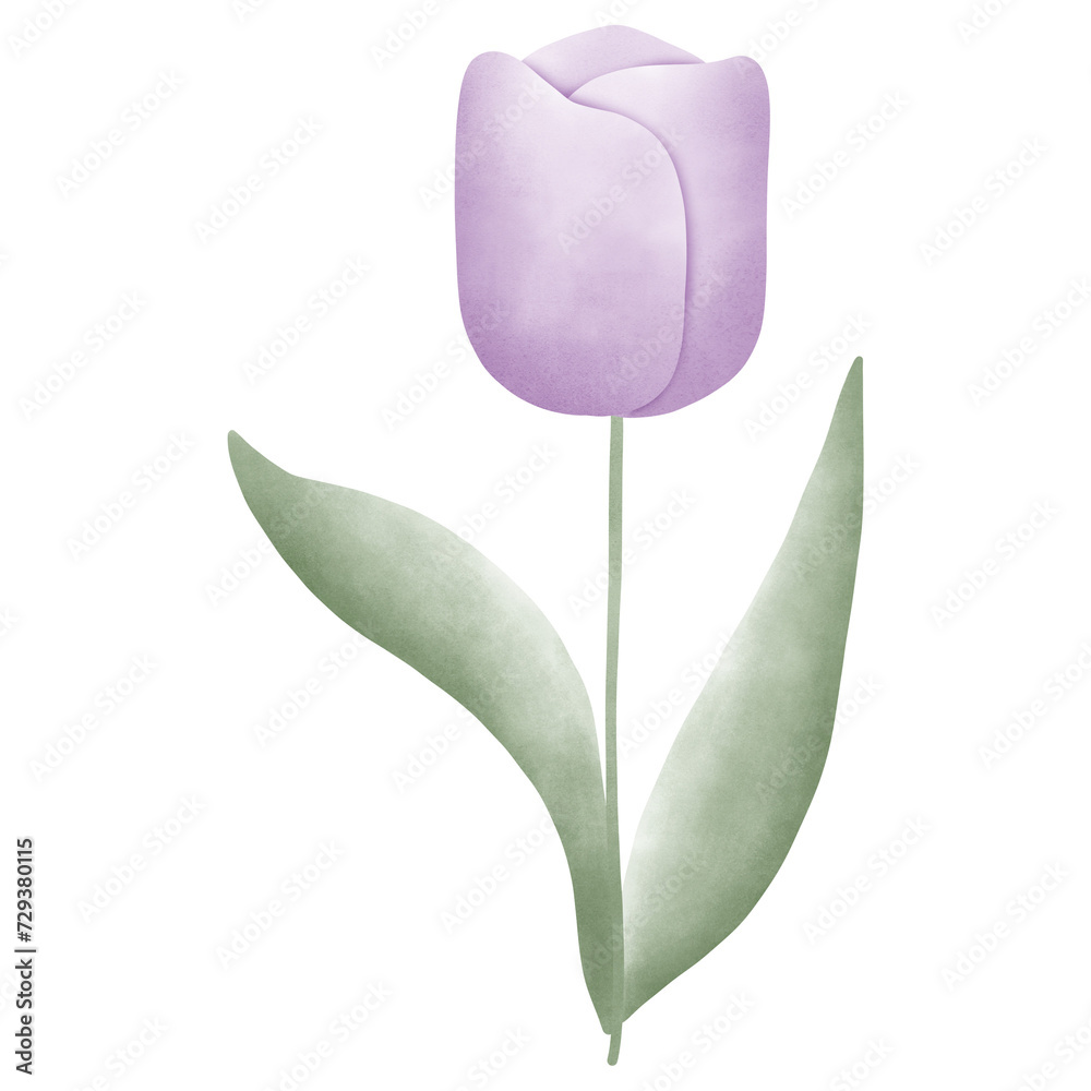 Violet tulip Violet tulip