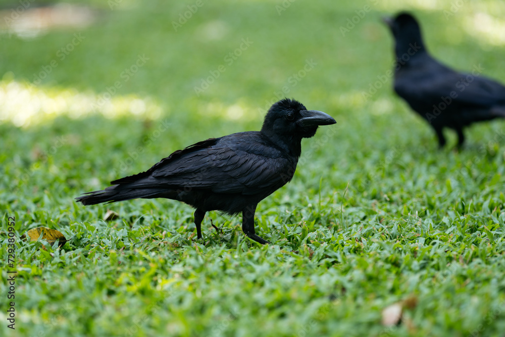 Two crows forage on a green grassy field in a park. Two crows forage on a green grassy field in a park.