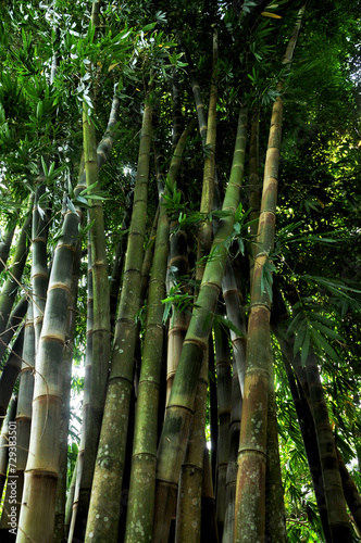 bambús photo