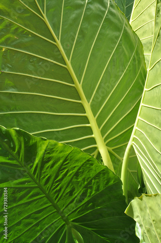 folha verde ornamental de planta com folha grande em formato de coração  photo