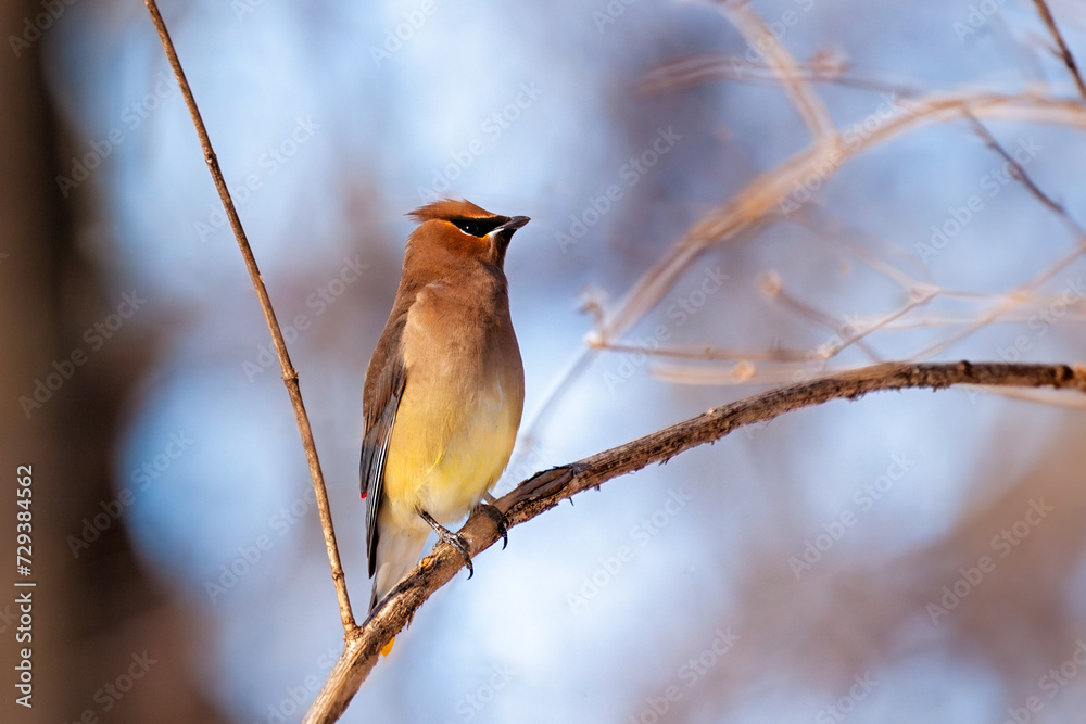 Profile of a Cedar Waxwing