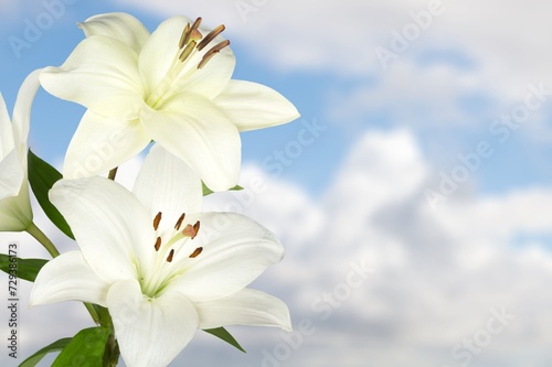 White  fresh beautiful flowers on sky background