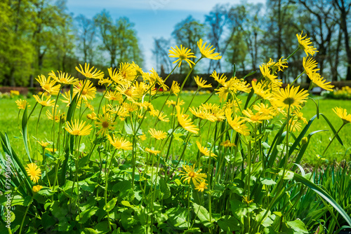 Fototapeta Naklejka Na Ścianę i Meble -  Doronicum orientale or leopards bane - close-up on yellow spring flowers against blue sky