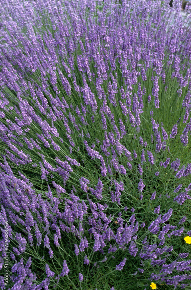 Naklejka premium Lavandula angustifolia , Lavande