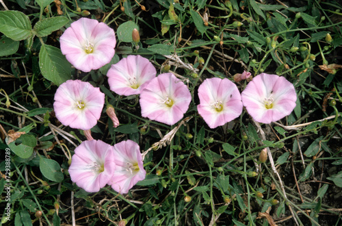 Convolvulus arvensis, Liseron des champs photo