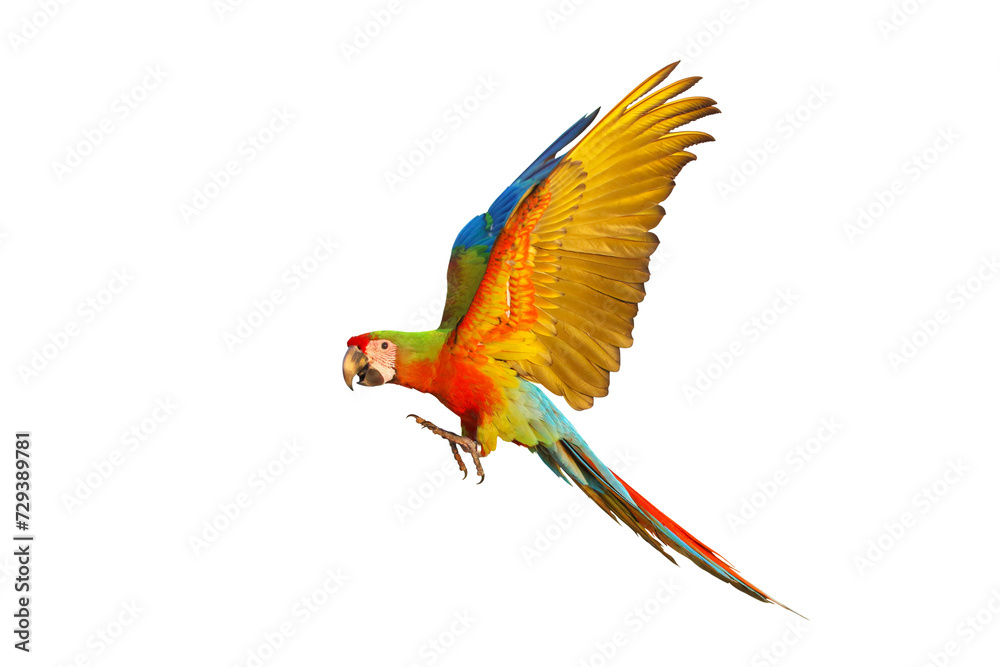 Colorful flying Shamlet Macaw parrot isolated on transparent background png file