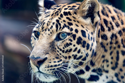 Canvas Print Stunning portrait captures the essence of a leopard (Panthera pardus), epitomizing grace, power, and the allure of the wild