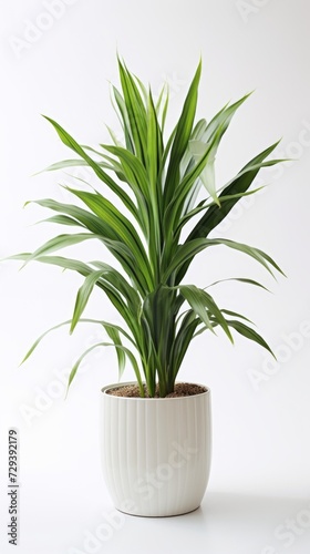 Stock image of a Dracaena Plant on a white background, tall, spiky leaves, sleek and modern Generative AI