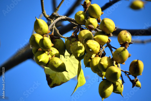 Empress Paulownia tree, Foxglove tree fruit photo