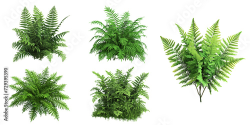 Set of fresh green fern leaves photo