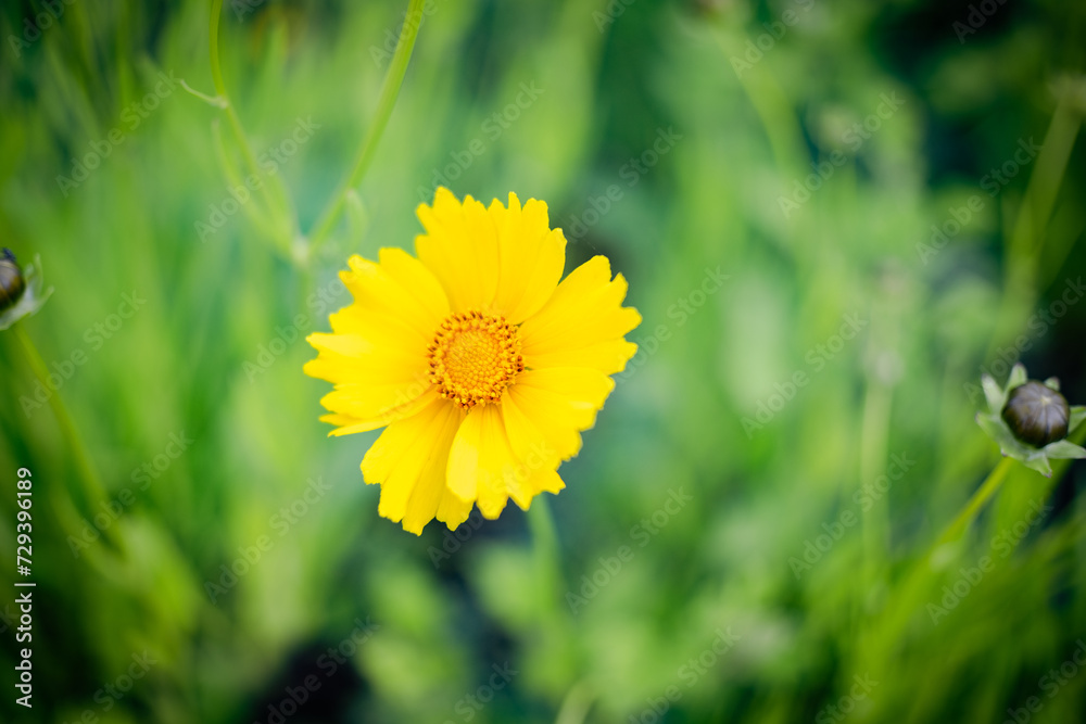 yellow flower
