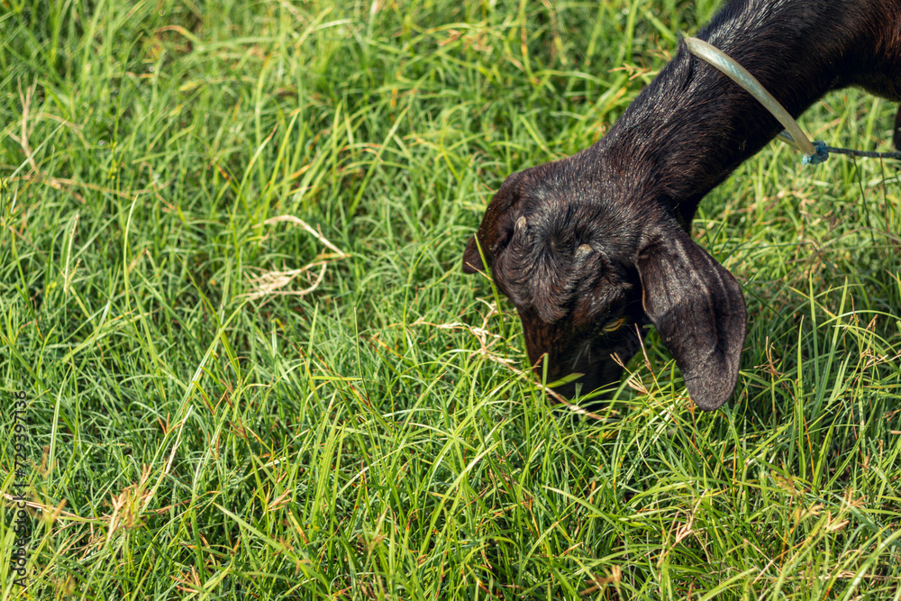 Black goat eating fresh grass in the garden. Black goat eating fresh grass in the garden.