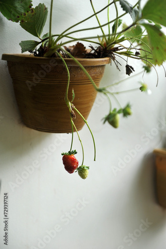 vaso na parede com morango pendente fruta vermelha saudável 