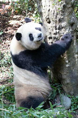 Fototapeta Naklejka Na Ścianę i Meble -  Happy Panda, Mei Lan aka Rou Rou , in Chengdu, China