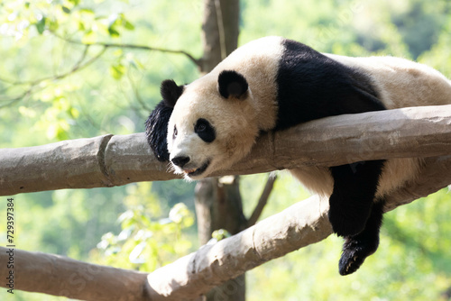 Happy Panda in Chengdu, China