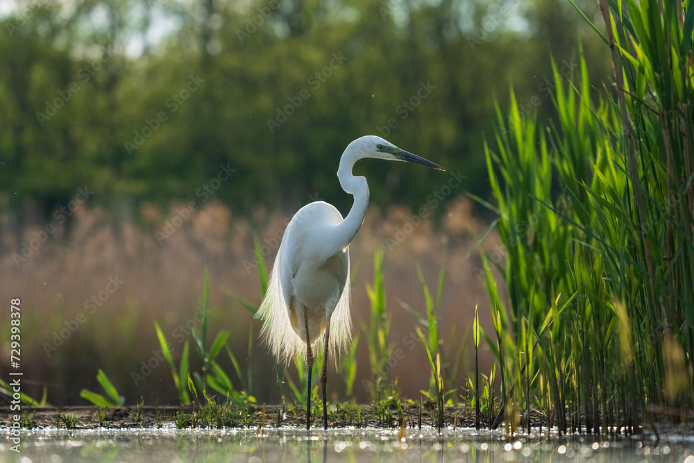 Naklejka premium great egret heron in the marsh