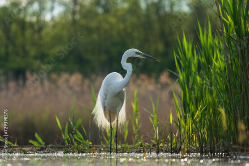 great egret heron in the marsh