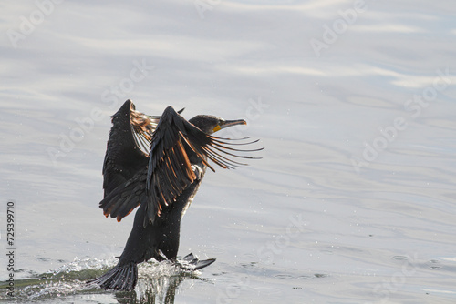 Big cormorant landing