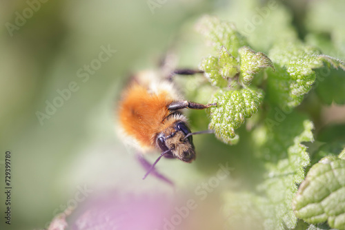 Bee on wild green leaves