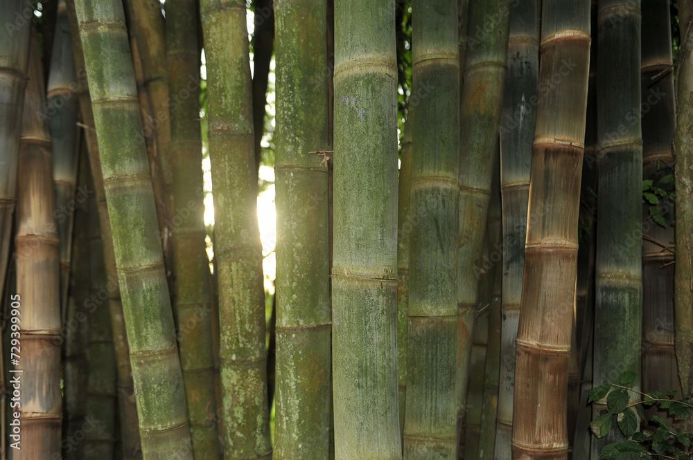 Fototapeta premium bambu, bambus linda composição 