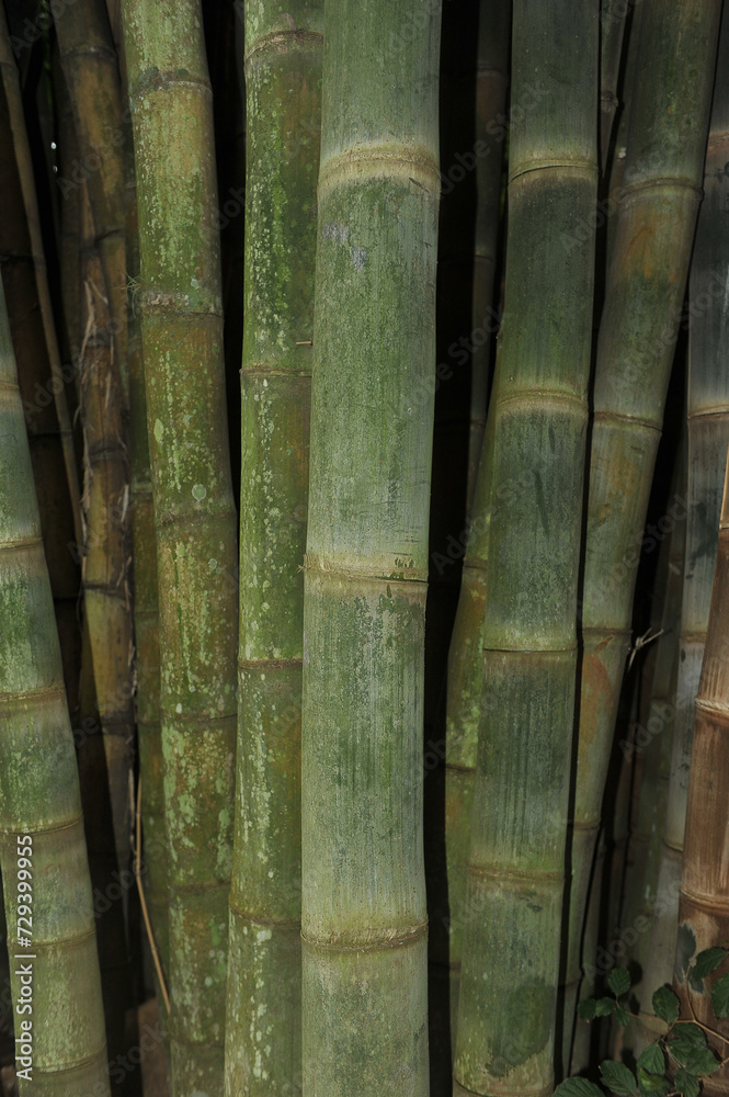bambu, bambus linda composição 