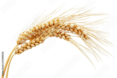 A Single Strand of Wheat Isolated on Transparent Background photo