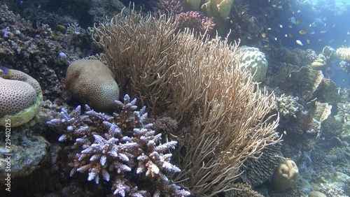 Soft coral on the sea reef underwater