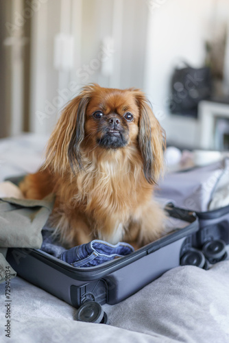 A Tibetan spaniel climbed into the suitcase packed with clothes to be taken on the journey as well.