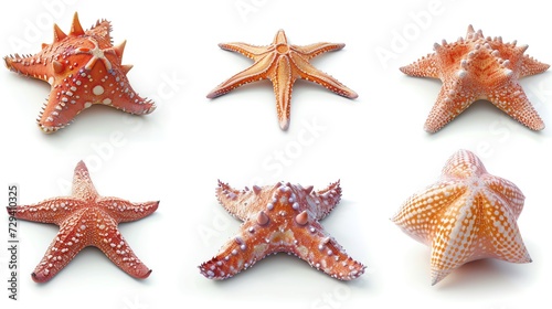 Set of Starfish