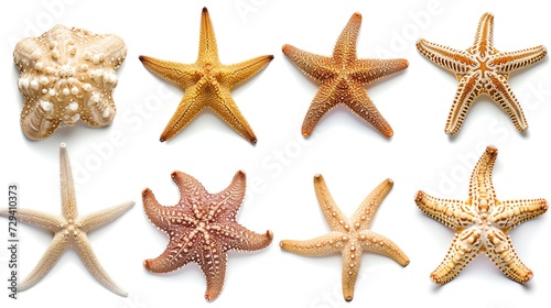 Set of Starfish