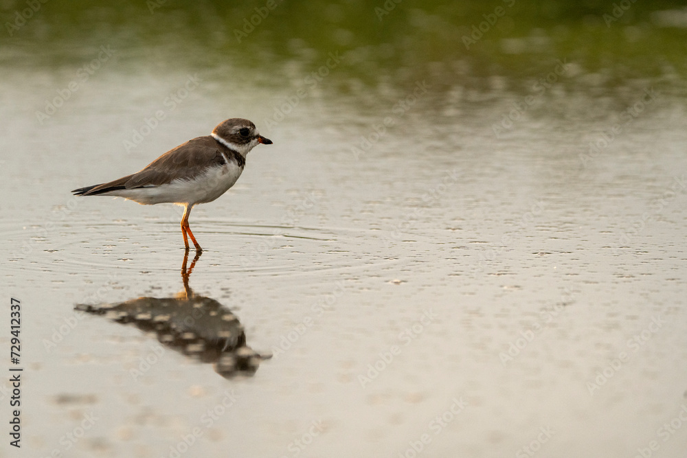 Semipalmated plover bird in the water with a beautiful reflection Semipalmated plover bird in the water with a beautiful reflection