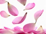Pink petals on white background. Spa/Beauty Concept.