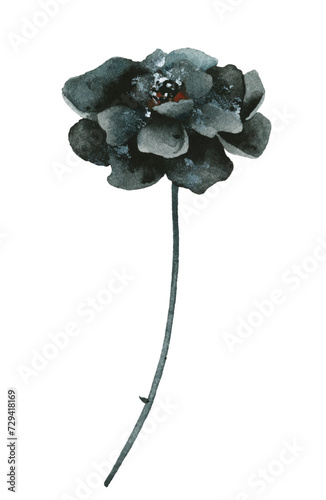 Watercolor floral dark gray and black marigold flower. 