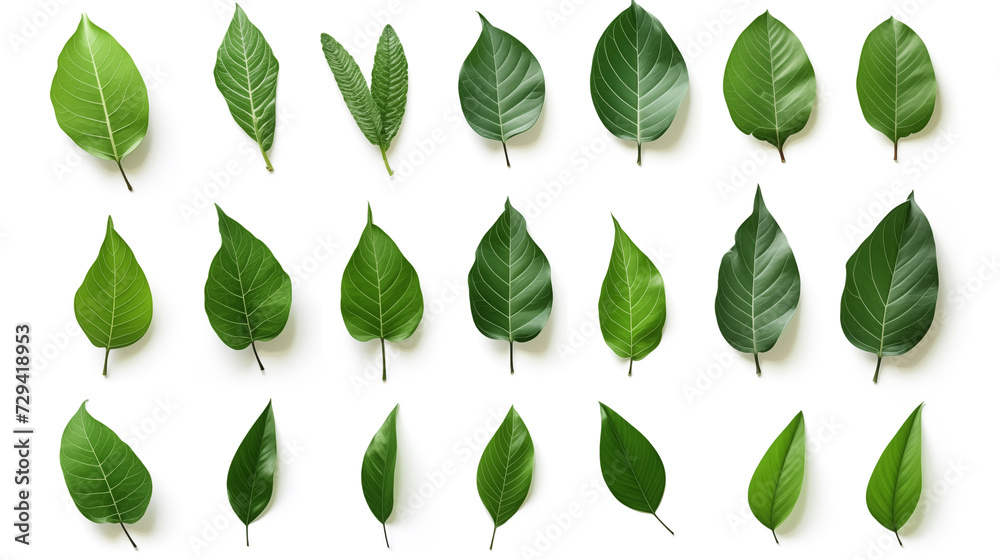 Set of green leaves, isolated on white background Set of green leaves, isolated on white background