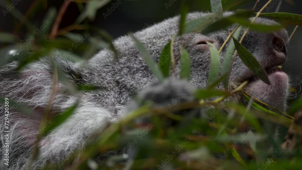 Close up of Koala bear sitting on a tree and eating leaves Close up of Koala bear sitting on a tree and eating leaves