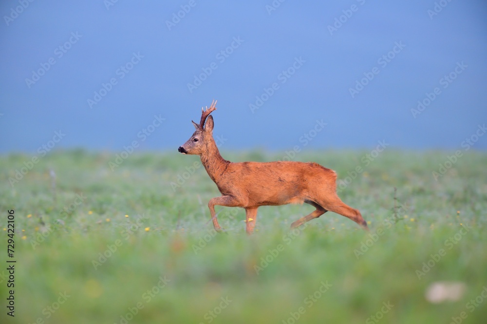 A roe deer with antlers walks across a meadow in the rut season