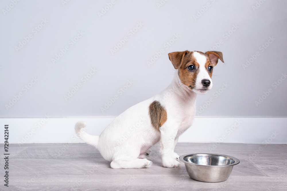 A funny little Jack Russell terrier puppy on the floor near an empty bowl. A puppy background for your product and text.
