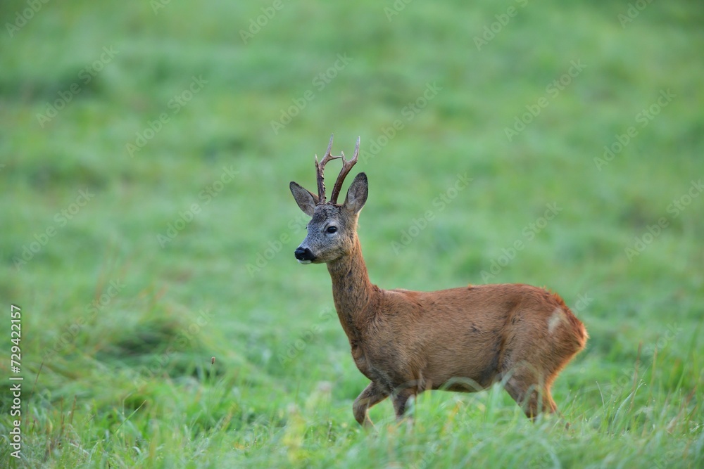 A roe deer with antlers walks across a meadow in the rut season