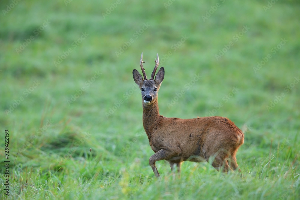 Portrait of a roe deer with antlers on a green meadow in the pasture